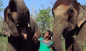 The Elephant Whisperers